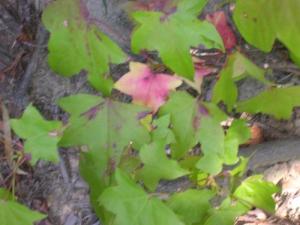 <img300*0:http://elftown.heddate.com/img/drawing/107993_1110861773.jpg>