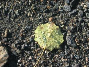 <img300*0:http://elftown.heddate.com/img/drawing/126613_1128354534.jpg>