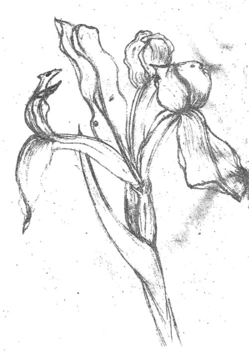 <img:http://elftown.heddate.com/img/drawing/177025_1190132882.jpg>