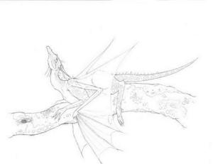 <img300*0:http://elftown.heddate.com/img/drawing/184401_1192746091.jpg>