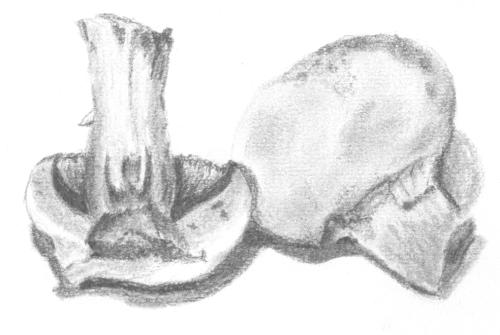 drawing