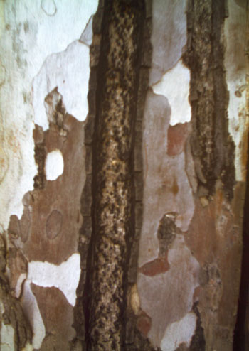 <img:http://elftown.heddate.com/img/drawing/38237_1159967631.jpg>