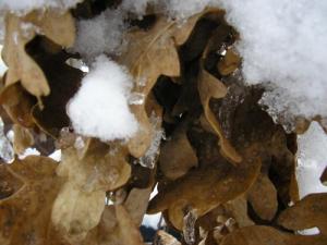 <img300*0:http://elftown.heddate.com/img/drawing/38715_1109935659.jpg>