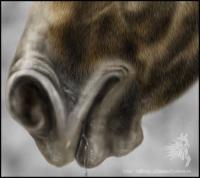 <img200*0:http://elftown.heddate.com/img/drawing/61691_1167485624.jpg>
