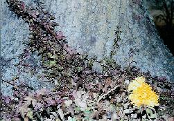 <img:http://elftown.heddate.com/img/drawing/63187_1110146264.jpg>