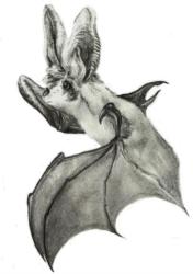 <img:http://elftown.heddate.com/img/drawing/Adaman1069269293.jpg?y=250>