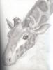 <img:http://elftown.heddate.com/img/drawing/polaroid%252520of%252520purity1067460090.jpg?y=100>