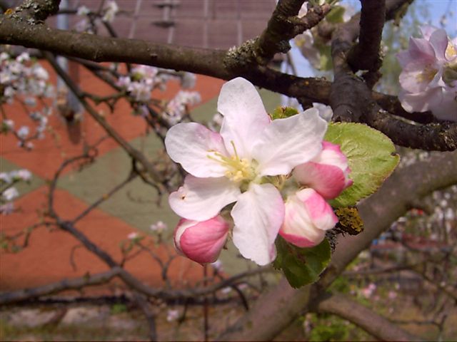 <img:http://elftown.heddate.com/img/new/flower.jpg>