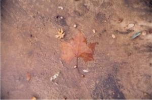 <img300*0:http://elftown.heddate.com/img/photo/109628_1110262574.jpg>