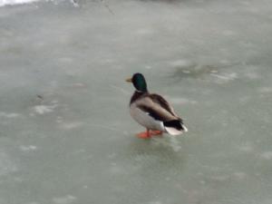 <img300*0:http://elftown.heddate.com/img/photo/112225_1109772840.jpg>