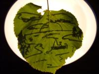 <img200*0:img/photo/151116_1187374527.jpg>