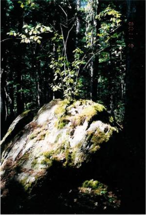 <img300*0:http://elftown.heddate.com/img/photo/17128_1081805771.jpg>