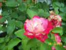 <img0*100:img/photo/185126_1213478724.jpg>
