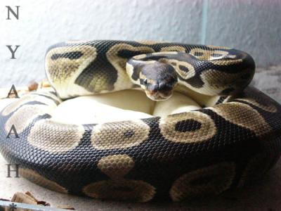 <img400*0:http://elftown.heddate.com/img/photo/24454_1152047960.jpg>