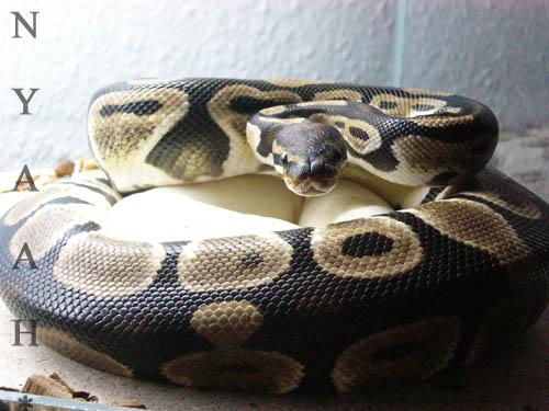 <img500*0:http://elftown.heddate.com/img/photo/24454_1152047960.jpg>