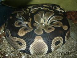 <img250*0:http://elftown.heddate.com/img/photo/24454_1180702598.jpg>