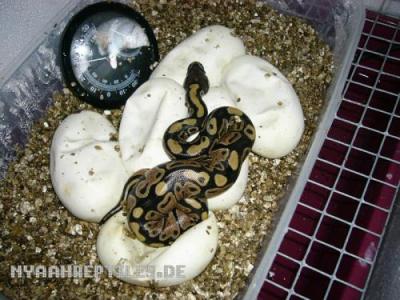 <img400*0:http://elftown.heddate.com/img/photo/24454_1189022538.jpg>