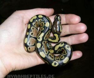 <img300*0:http://elftown.heddate.com/img/photo/24454_1189023480.jpg>