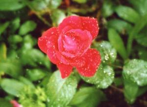 <img300*0:http://elftown.heddate.com/img/photo/36175_1104419986.jpg>