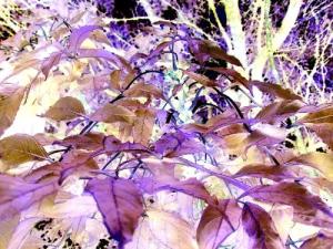 <img300*0:http://elftown.heddate.com/img/photo/37982_1079230862.jpg>