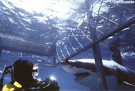 <img:http://elftown.heddate.com/img/photo/38508_1082150898.gif>