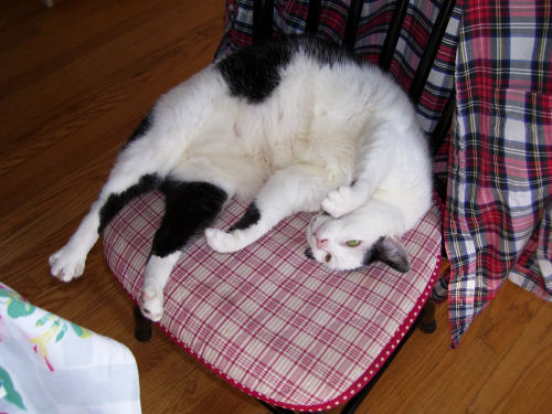 <img:http://elftown.heddate.com/img/photo/4080_1247448212.jpg>