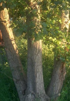 <img300*0:http://elftown.heddate.com/img/photo/43221_1151638730.jpg>