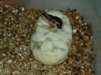<img200*0:http://elftown.heddate.com/img/photo/50419_1217011702.jpg>