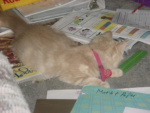 <img:http://elftown.heddate.com/img/photo/61573_1093595447.jpg>