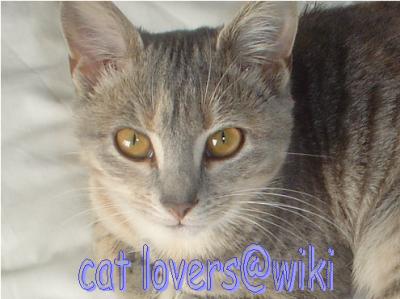 <img400*0:http://elftown.heddate.com/img/photo/63929_1102373517.jpg>
