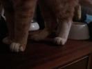 Mitsuki's array of animal feet