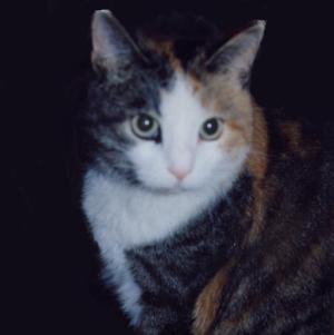 <img300*0:http://elftown.heddate.com/img/photo/8675_1072990502.jpg>