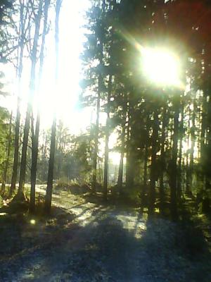 <img300*0:stuff/%22Forest%22%20-%20Rimbo%2c%20Sweden%2c%20December%202008.jpg>