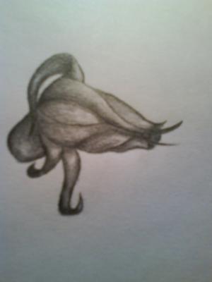 <img300*0:stuff/%22Rose%22.jpg>