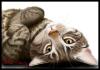 <img100*0:stuff/%5bBliz%5d.jpg>