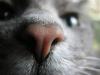 <img100*0:stuff/%5bFeasting_on_Needles%5d.jpg>
