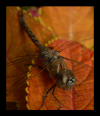 <img100*0:stuff/%5belphaba%5d.png>