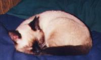 <img200*0:stuff/-SB.jpg>