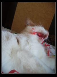 <img200*0:stuff/.amok.jpg>