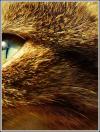<img100*0:stuff/.catref1.jpg>