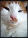 <img100*0:stuff/.catref12.jpg>