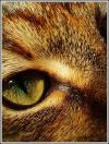 <img100*0:stuff/.catref13.jpg>