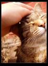 <img100*0:stuff/.catref14.jpg>