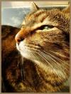 <img100*0:stuff/.catref2.jpg>