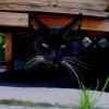 <img100*0:stuff/.catref3.jpg>
