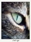 <img100*0:stuff/.catref4.jpg>