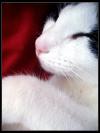 <img100*0:stuff/.catref6.jpg>
