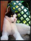 <img100*0:stuff/.catref7.jpg>