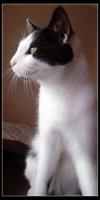 <img100*0:stuff/.catref9.jpg>