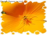 <img200*0:stuff/.clpoppyl.jpg>